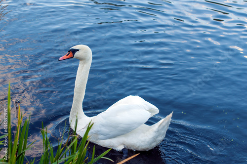 A white majestic swan floats in front of a wave of water. Young swan in the middle of the water. Drops on a wet head.