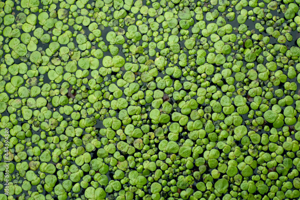 uniform background of duckweed leaves on the surface of the pond