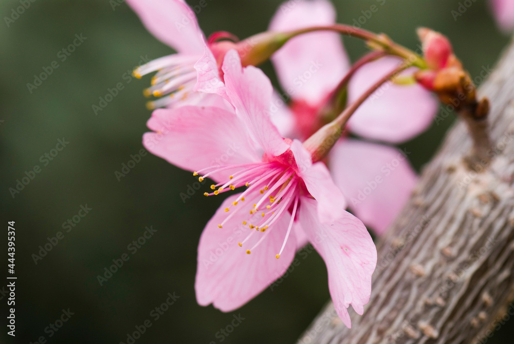 Fototapeta premium Close-up Cherry blossoms with the Blurred background