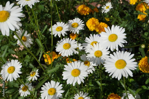 Blooming chamomile with some other yellow flowers in the meadow