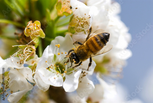 Blooming white Prunus padus and the bee in the outdoor garden.