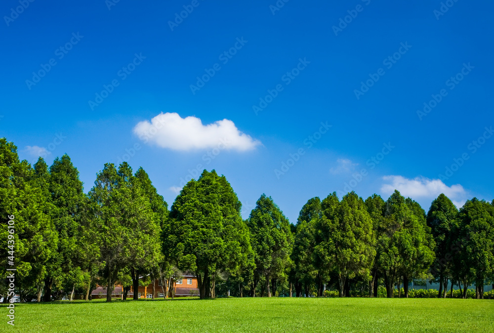 Green tree forest background, fir and pine trees in the mountains of Nantou, Taiwan Green tree forest background, fir and pine trees in the mountains of Nantou, Taiwan