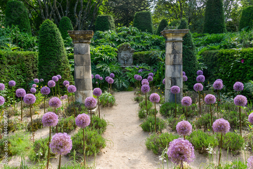 Ail d'ornement, colonnes, Jardin Agapanthe, Grigneuseville, 76, Seine Maritime, Normandie