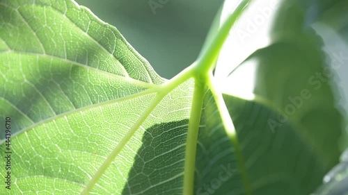 Mulberry leaf detail. Macro view, Veins leaf detail with sunny reflections
