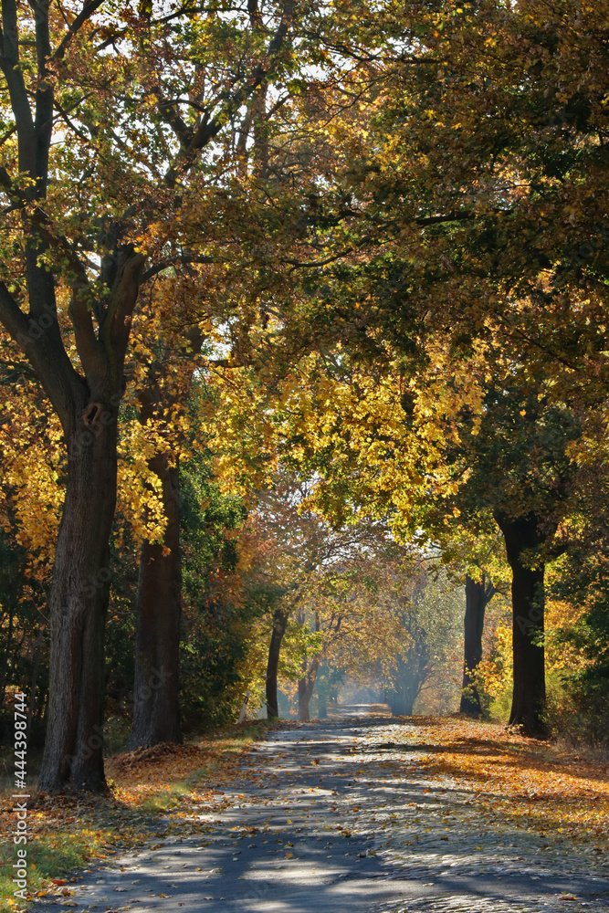 Naklejka premium Allee mit Kopfsteinpflaster im Herbst