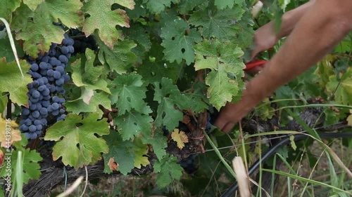 Vineyard collector picking up red vines