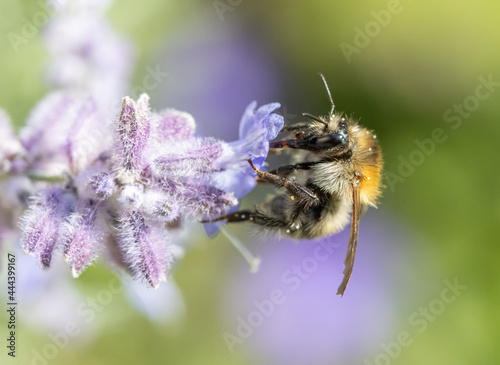 A bumble-bee sucks from a lavandula flower on a garden.