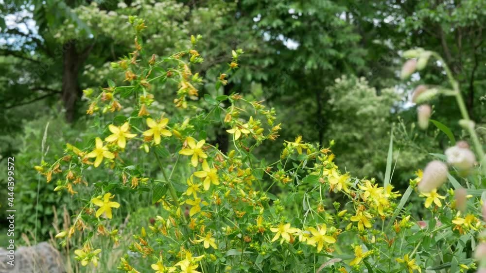 Yellow flowers of hypericum perforatum as a blooming background. Flowering herbaceous perennial plant used in folk medicine. Yellow flowers of hypericum perforatum as a blooming background. Flowering herbaceous perennial plant used in folk medicine.