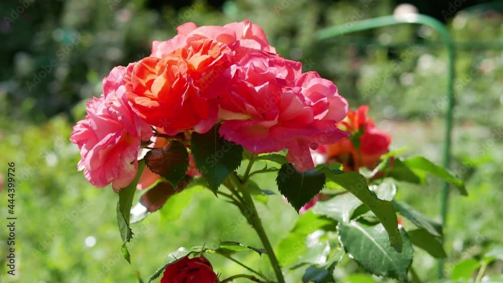 Beautiful roses in the garden. Blooming Roses on the Bush. Growing roses in the garden. Beautiful roses in the garden. Blooming Roses on the Bush. Growing roses in the garden.