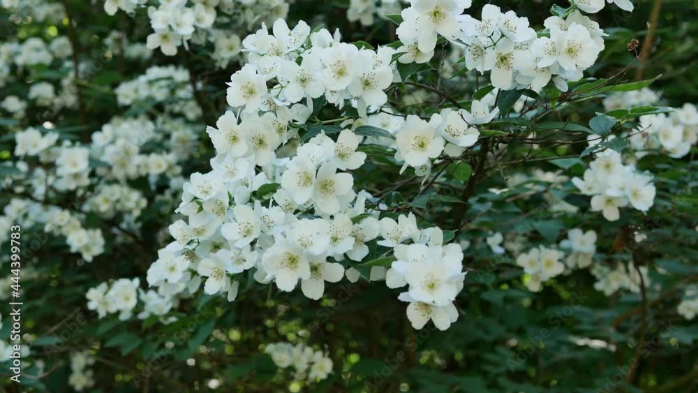 White flowers of Philadelphus. Philadelphus is ornamental flowering shrubs in the garden White flowers of Philadelphus. Philadelphus is ornamental flowering shrubs in the garden