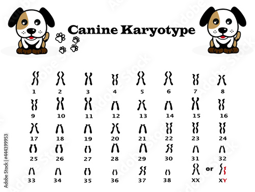 Chromosome number in dog. canine karyotype diagram. 
