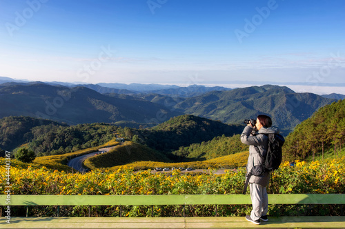 Young woman photographs a Mexican sunflower field, beautiful yellow flowers on the mountain. Doi Mae U Kho, Mae Hong Son Province. Thailand.
