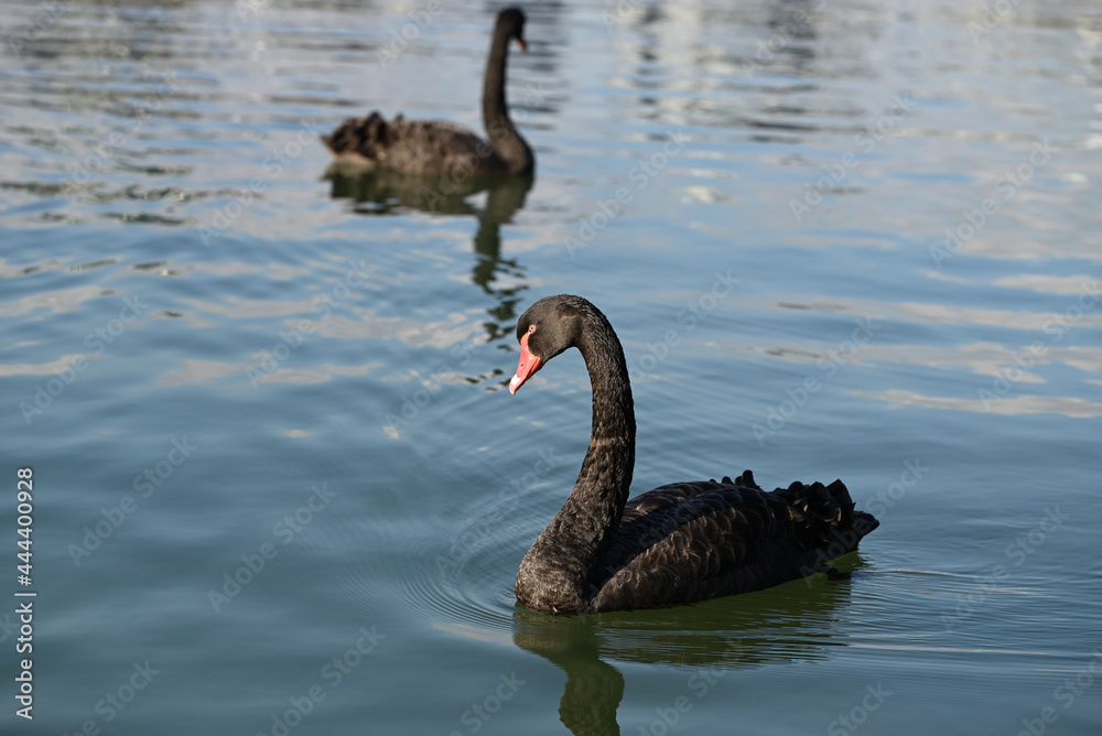 Fototapeta premium A black swan side on while swimming in a lake, with another black swan swimming in the background
