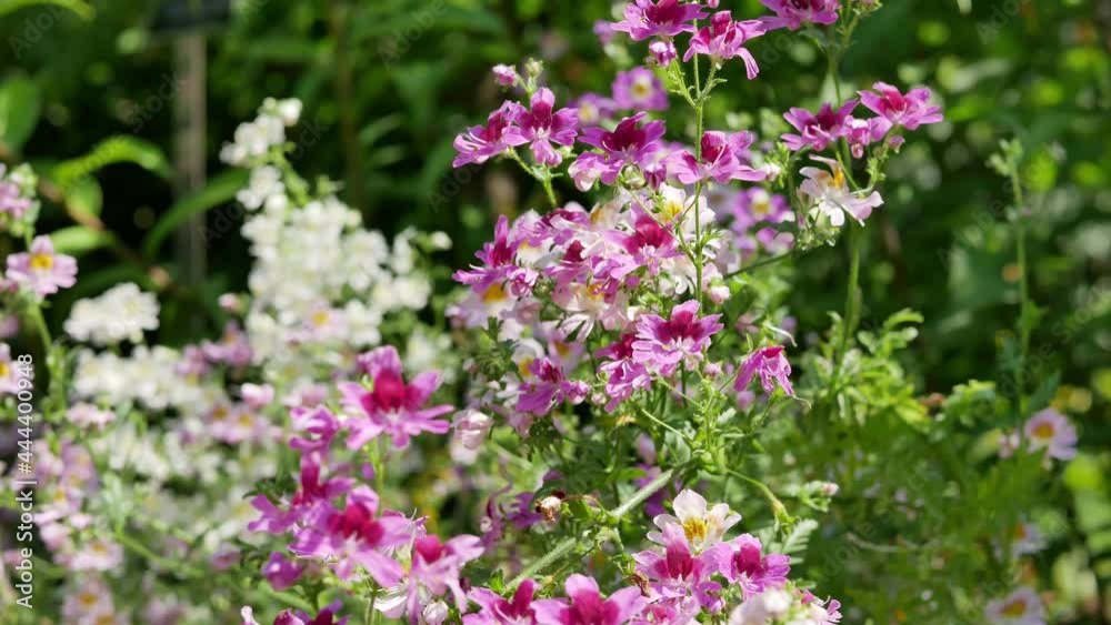 Schizanthus pinnatus flowers in garden Schizanthus pinnatus flowers in garden