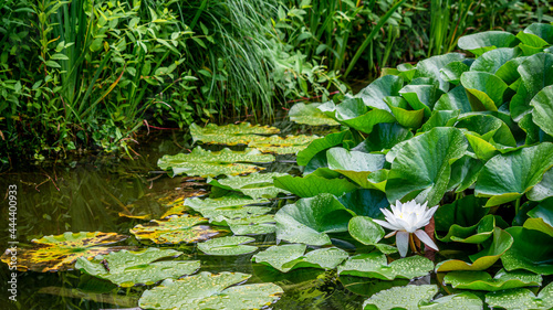 Valokuva One white lotus flower and raindrops on leaves in summer
