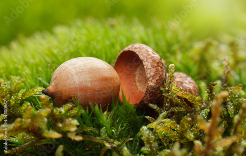 Acorn on mossy forest floor