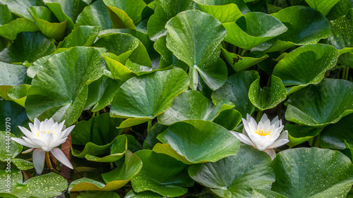 Canvas-taulu Two white lotus flowers and raindrops on leaves in summer