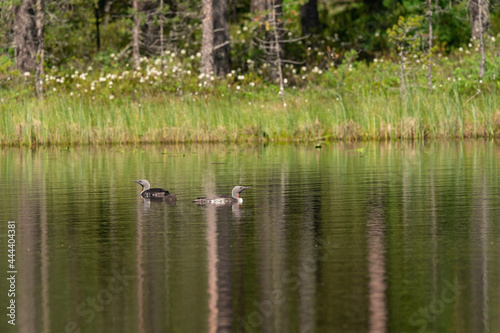 Red-throated loon family 