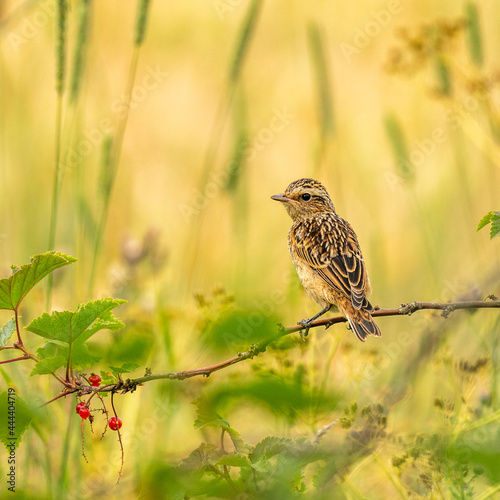 Young whinchat posing on a branch