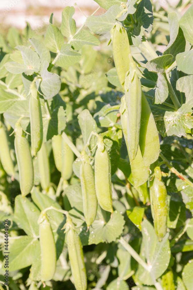 Green pea pods grow in the summer in the garden Green pea pods grow in the summer in the garden