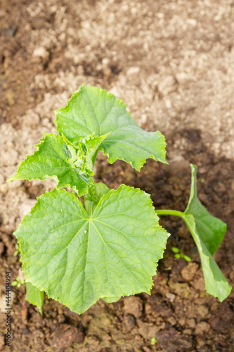 Cucumber seedlings grow in the garden in the summer in the greenhouse