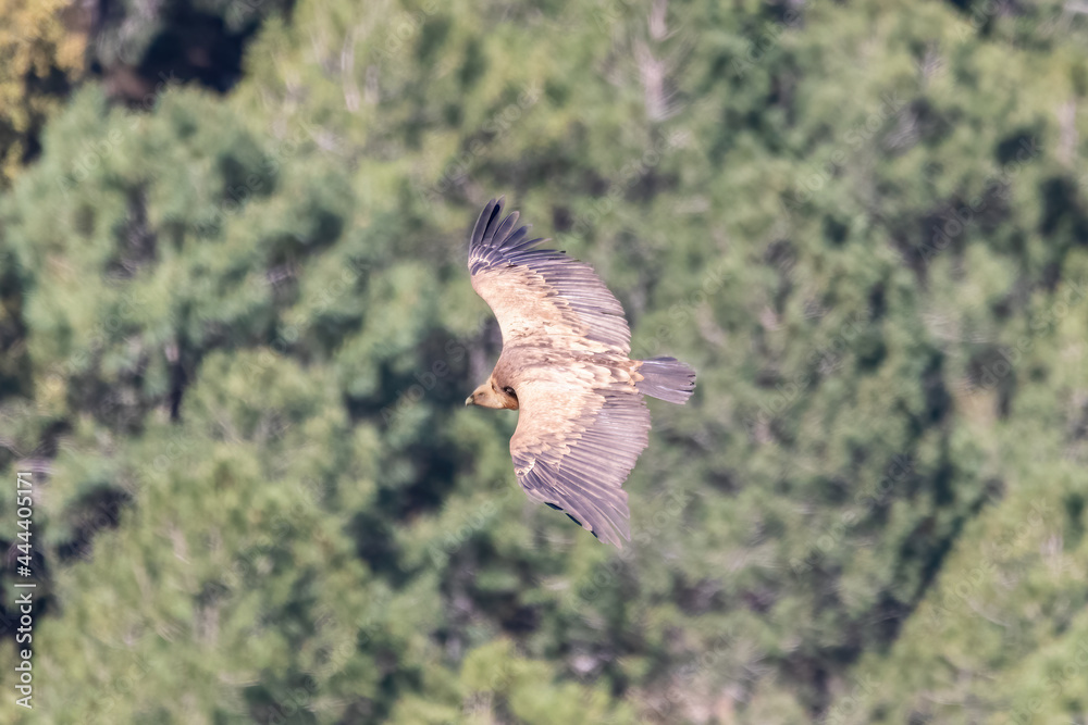 Fototapeta premium The griffon vulture - Gyps fulvus- flying in the Sierra de Cazorla, Jaen, Spain