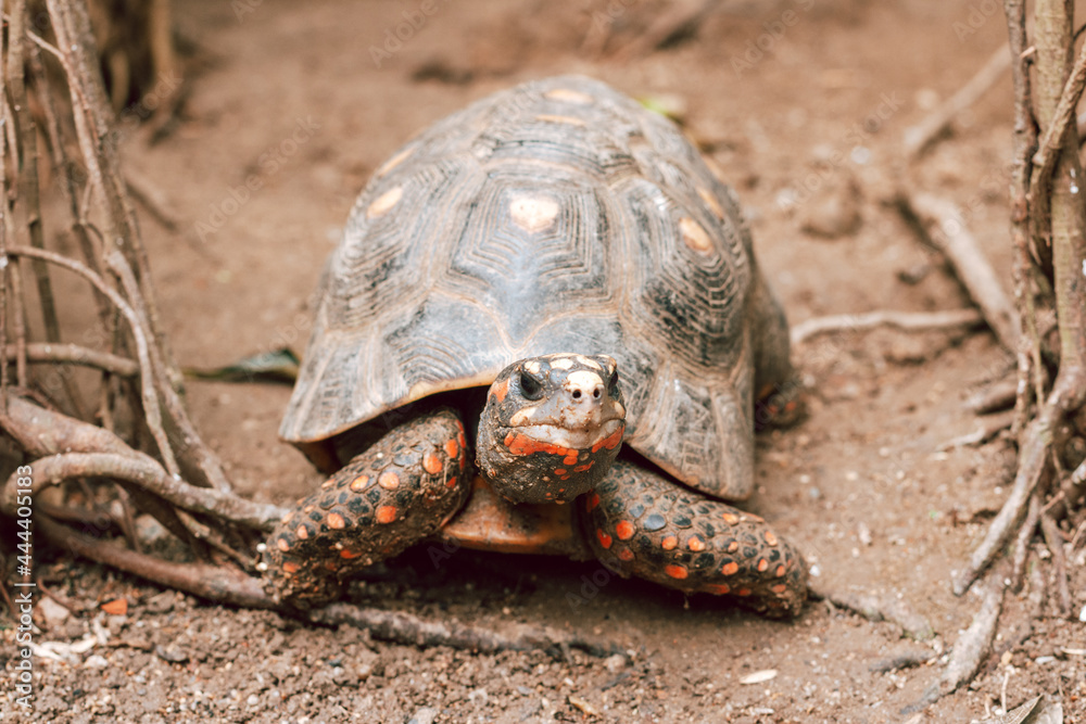 Obraz premium The red-footed tortoise close up in a zoo. Portrait of a turtle in natural surroundings