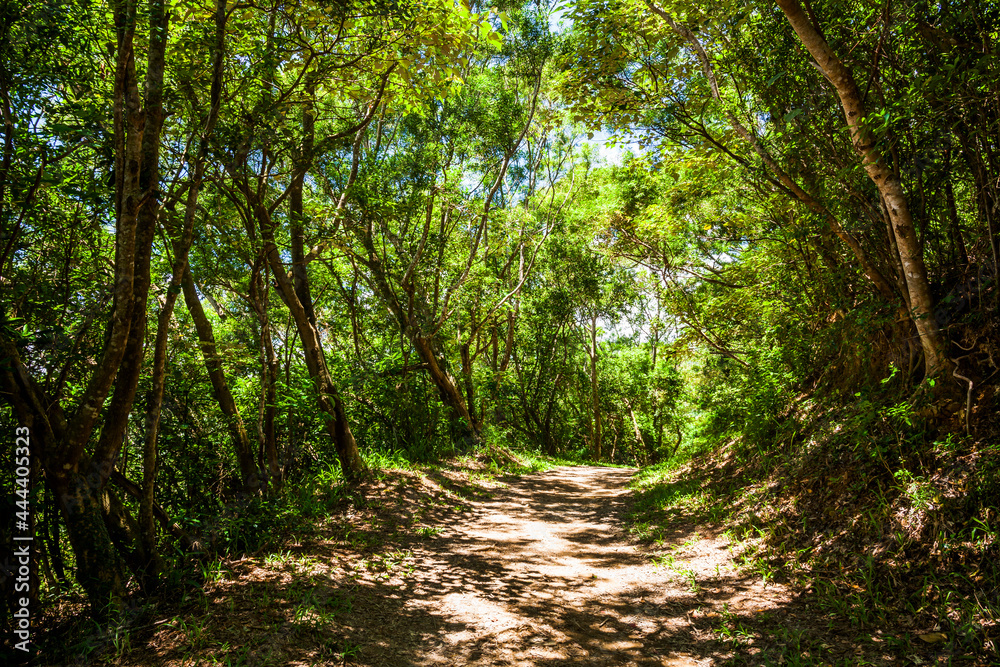 The trail through the green forest in the mountain of Pingtung, Taiwan. The trail through the green forest in the mountain of Pingtung, Taiwan.