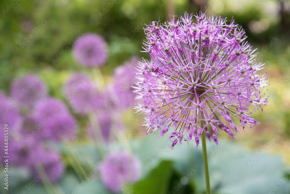 Close-up pink or lilac flower. Background, texture. Allium Close-up pink or lilac flower. Background, texture. Allium