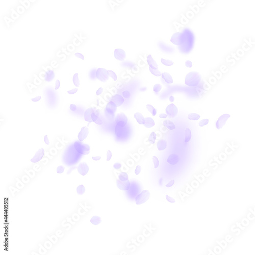 Violet flower petals falling down. Captivating rom