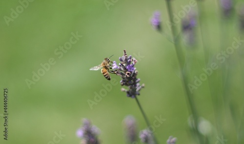 A Bee sucking Honey from a Lavender Flower