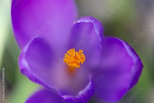 Purple Crocus flowering in a garden in close view