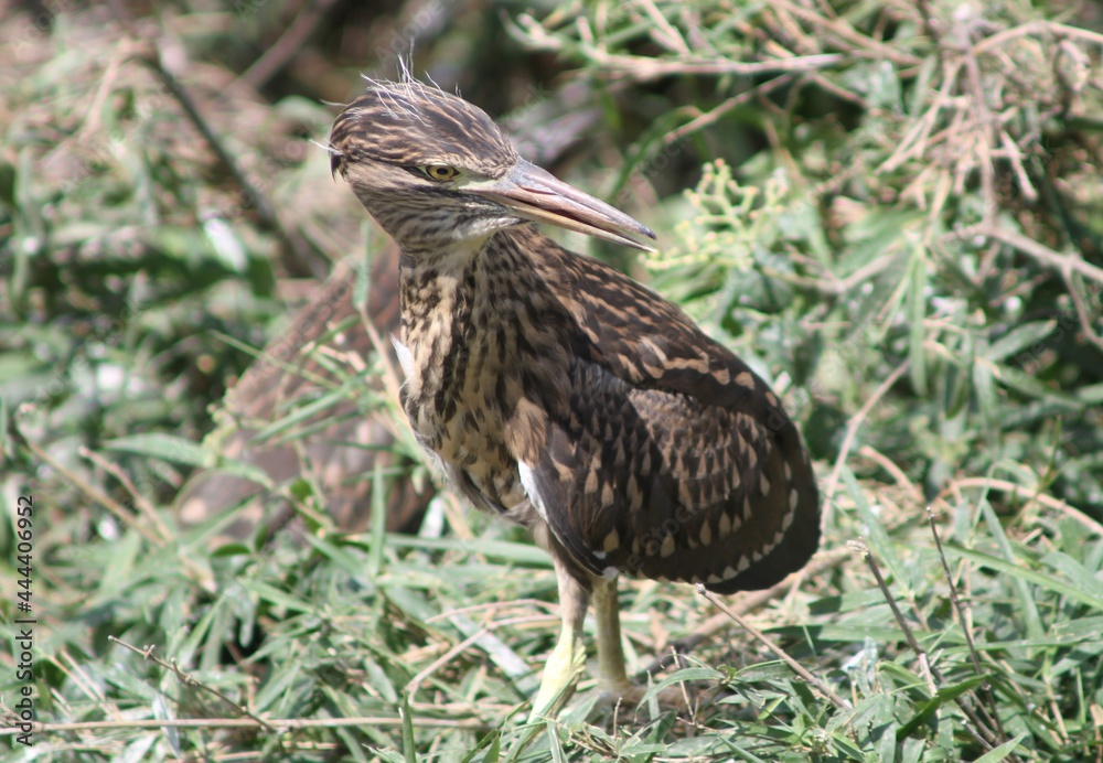 Closeup of a Baby Night Heron Turning Back Closeup of a Baby Night Heron Turning Back