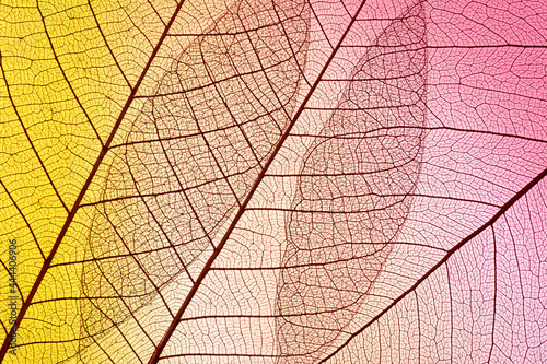 Beautiful Leaf veins texture, Abstract autumn background of Skeleton leaves colorful © Taras