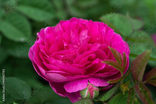 Pink peonies Spring beautiful purple flowers on a blurred background