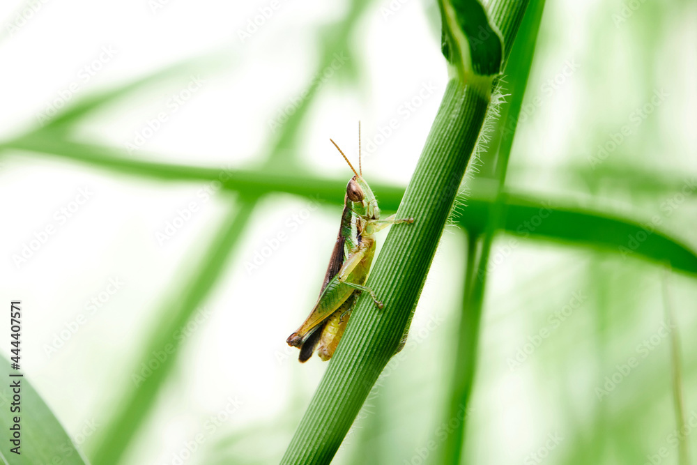 Grasshopper perching on stem grass