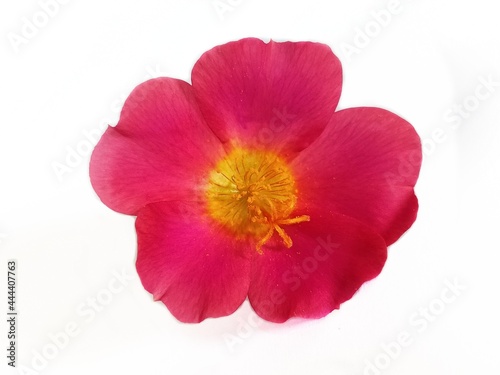 Portulaca grandiflora known as rose moss. Red Rose Moss flower isolated in White Background. Perfect For Flowers Background