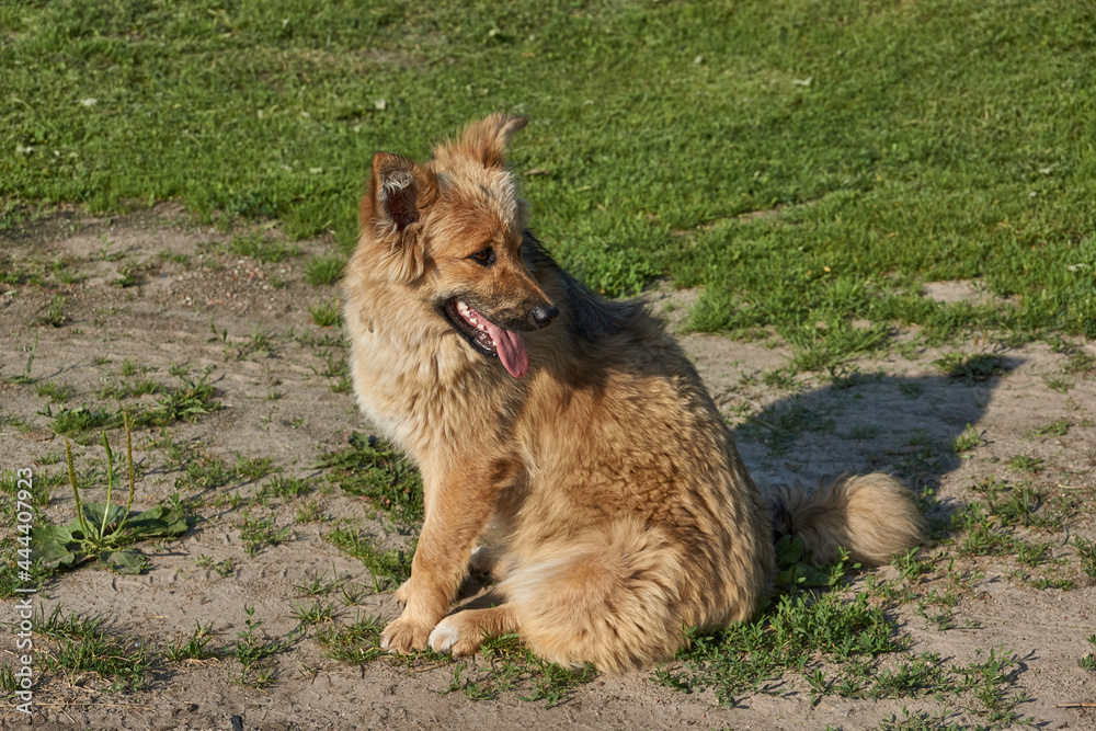 The neighbor's dog came to the house, wants to get something tasty. The neighbor's dog came to the house, wants to get something tasty.