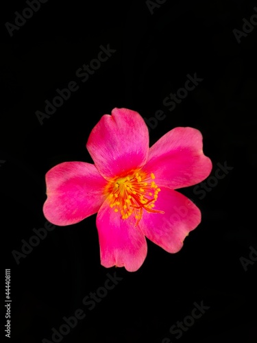 Portulaca grandiflora known as rose moss. Red Moss Rose flower isolated in Black Background. Perfect For Flowers Background