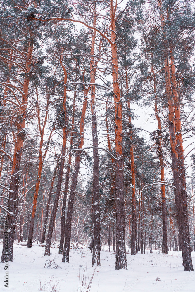 Fototapeta premium autumn forest landscape with blue sky background