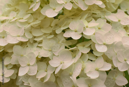 close up of green leaves