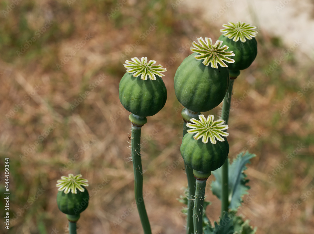 Opium poppy heads, close-up. Papaver somniferum, commonly known as the opium poppy or breadseed poppy, is a species of flowering plant in the family Papaveraceae. Opium poppy heads, close-up. Papaver somniferum, commonly known as the opium poppy or breadseed poppy, is a species of flowering plant in the family Papaveraceae.