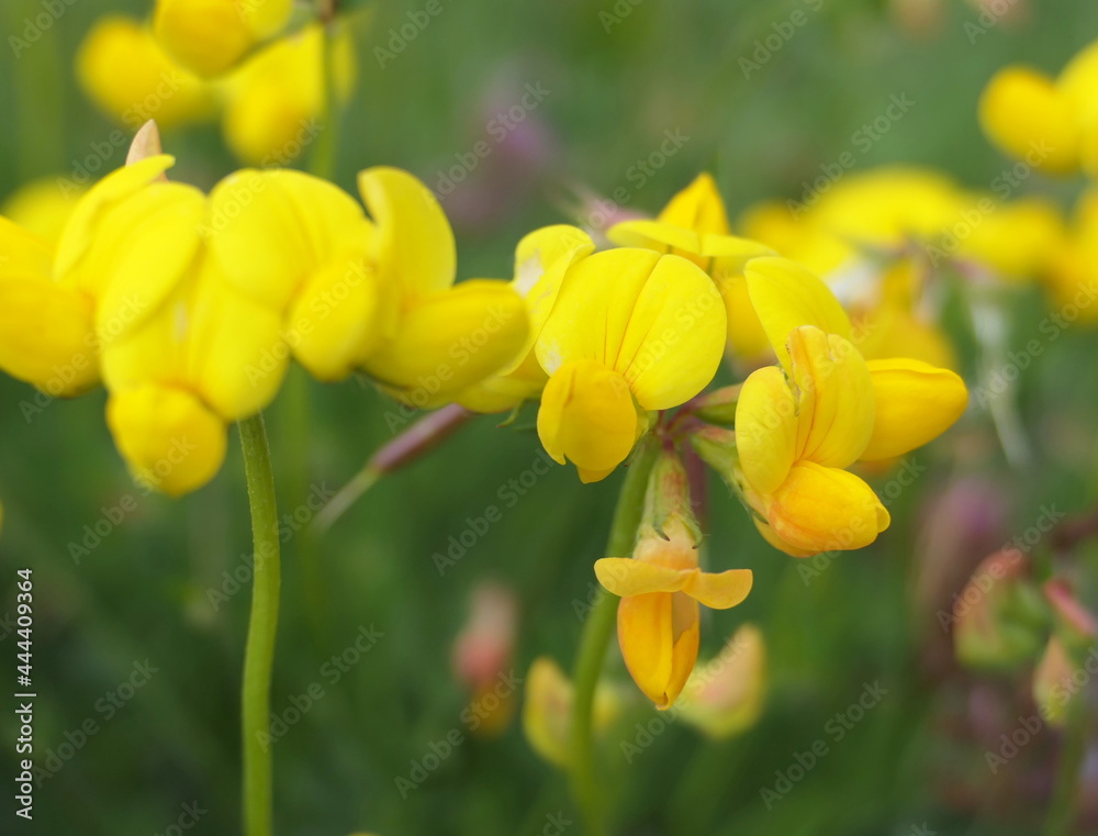 Macro close-up of the yellow flowers of Common bird's-foot trefoil (Lotus corniculatus) Macro close-up of the yellow flowers of Common bird's-foot trefoil (Lotus corniculatus)