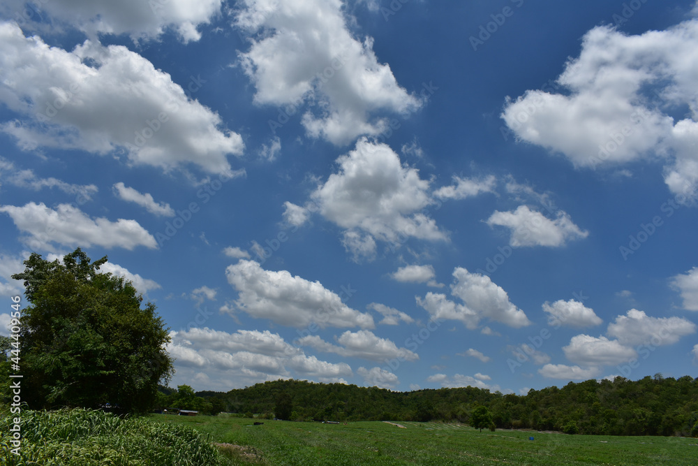  background of green field and  blue sky with fuzzy white cloud
