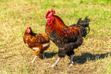 Legehennen auf einem Bauernhof mit artgerechter und dem Tierwohl verpflichteter Produktion, ein stolzer Hahn sorgt für die Fortpflanzung