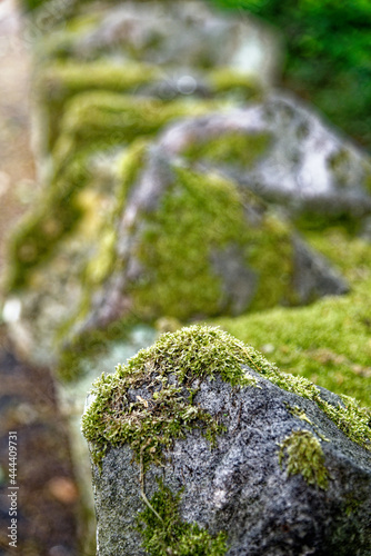 Lichens and mosses on a stone