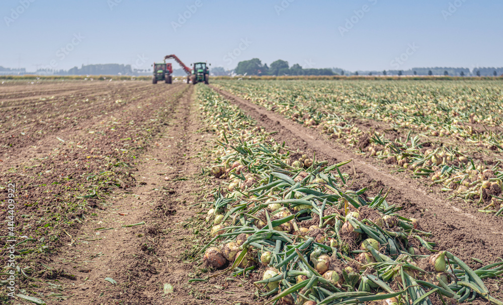 Converging rows of harvested onions drying in a field. In the background, the onions are mechanically picked up for transport to the barn. The photo was taken in the Dutch province of North Brabant.