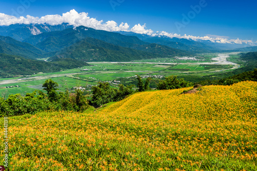 View of the beautiful daylilies in the Liushishi Mountain of Hualien, Taiwan.