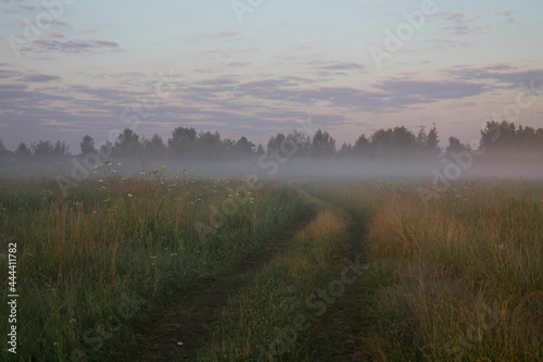 Rustic landscape - A country road in a field against the background of green trees on a foggy early summer morning