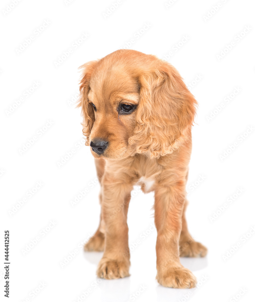 English cocker spaniel puppy stands in front view and looks down. isolated on white background